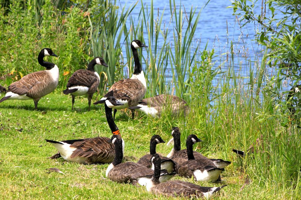 Lake Pochard Holiday Lodges Южен Сърни Стая снимка